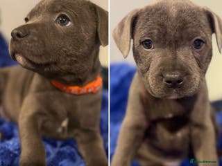 Staffordshire Bull Terrier dogs Exceptional blue staffies - Advert 3