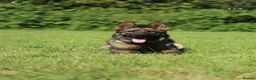 German Shepherd dogs for sale: Elite working line puppies. Repeat breeding! - Advert 10