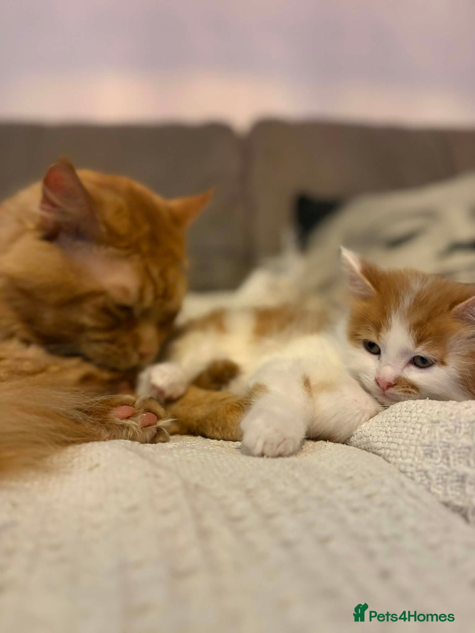 Mixed Breed cats Beautiful Maine Coon mix domestic cat kittens ❤️ - Advert 1