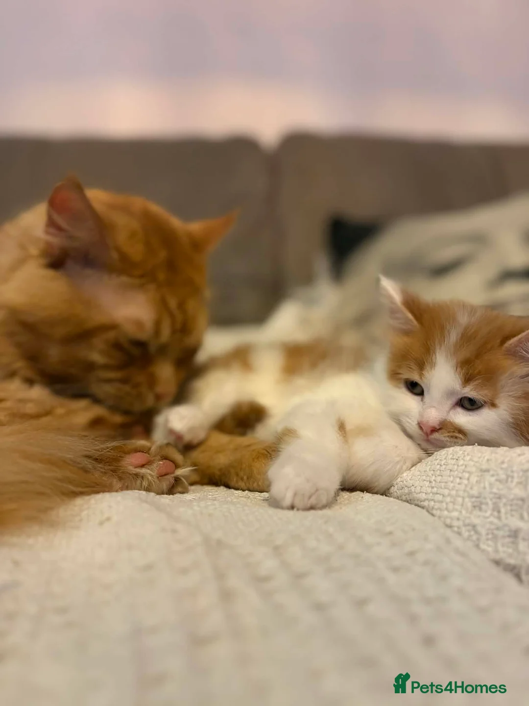 Mixed Breed cats for sale: Beautiful Maine Coon mix domestic cat kittens ❤️ - Advert 1