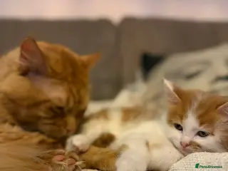 Mixed Breed cats Beautiful Maine Coon mix domestic cat kittens ❤️ - Advert 1