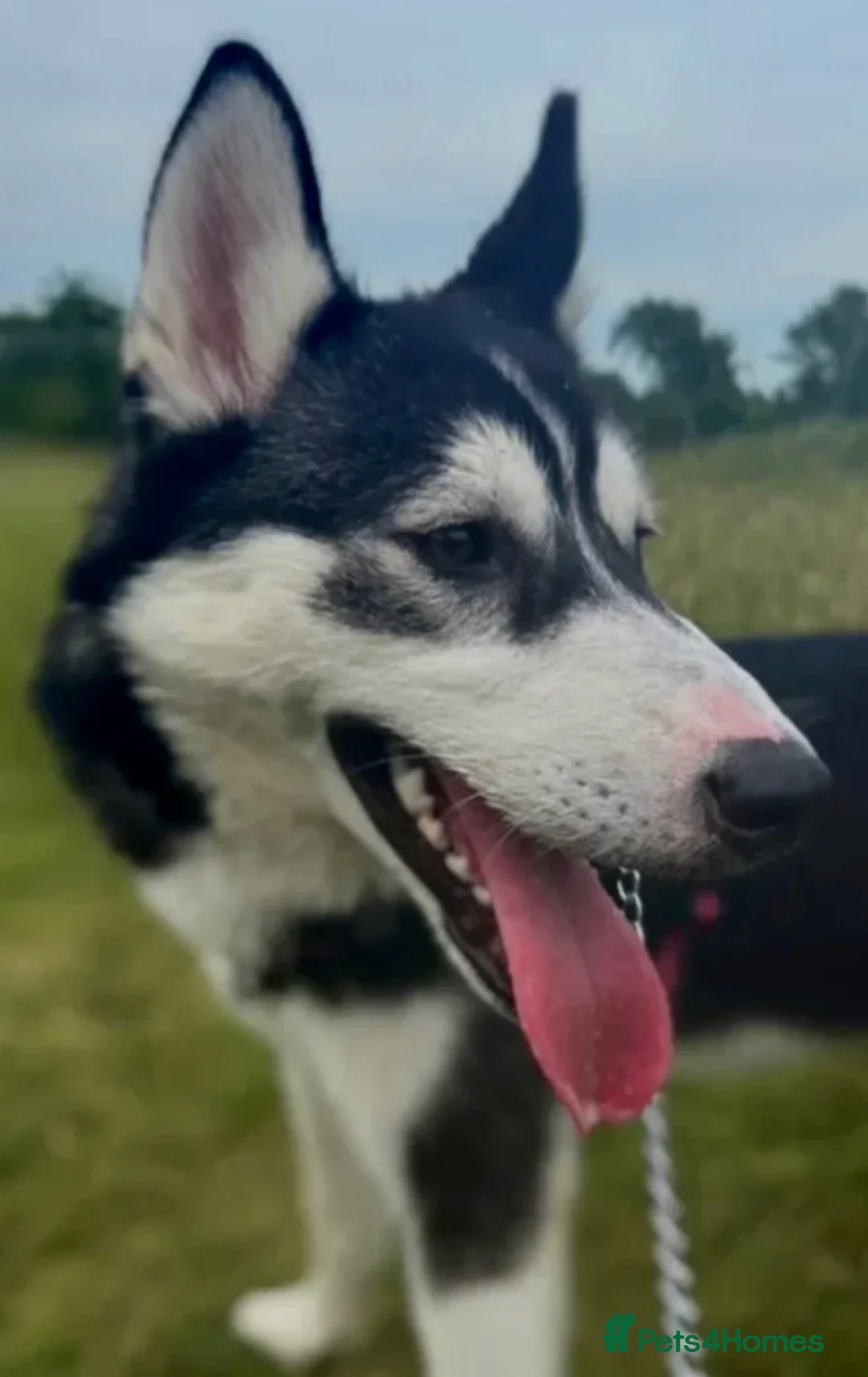 Siberian Husky dogs for sale: Siberian husky - Advert 6