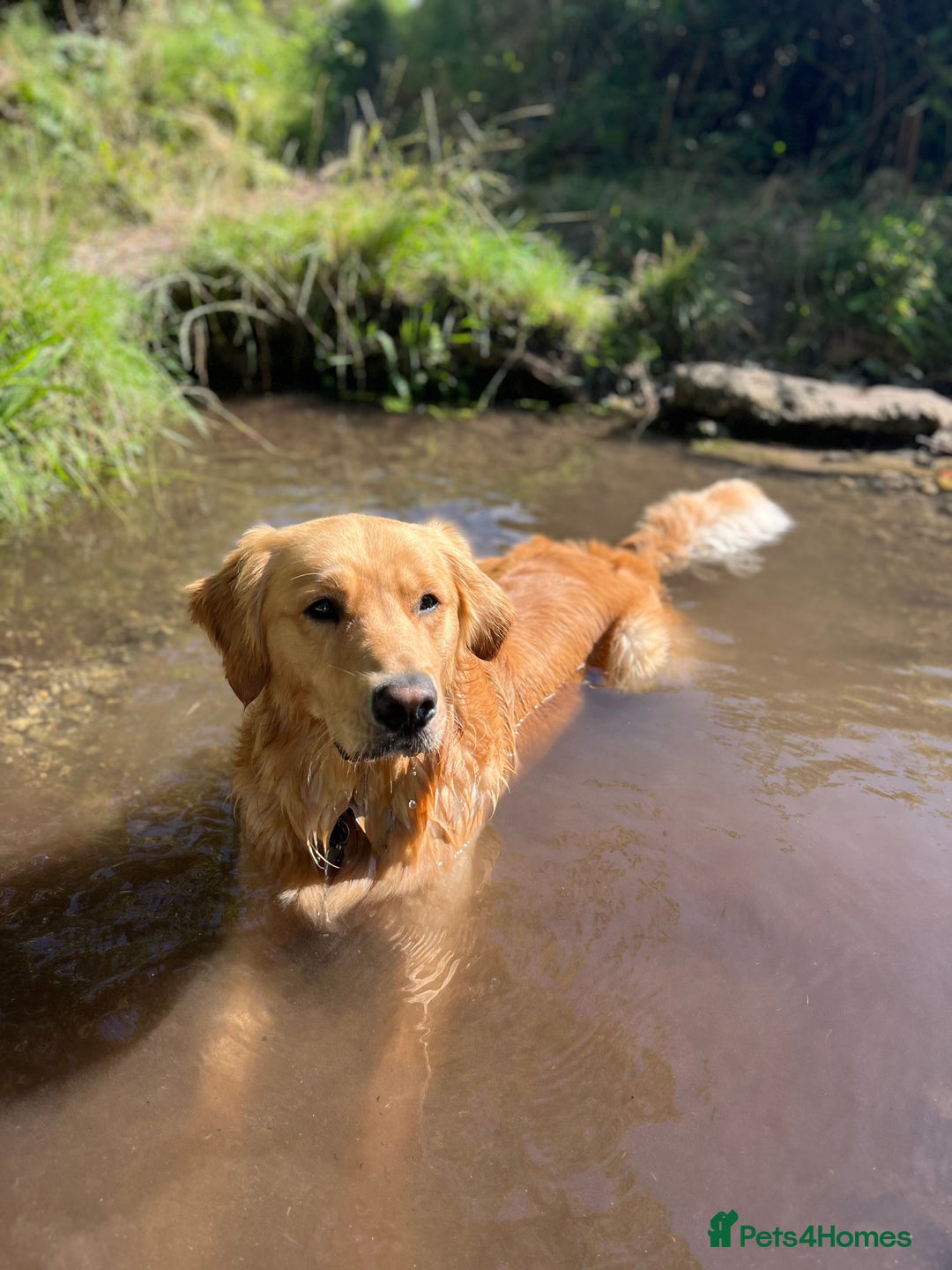 Golden Retriever dogs for stud: Stunning Health-Tested KC Golden Retriever Stud - Image 4