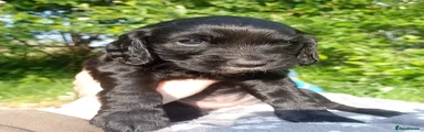Cockapoo 3