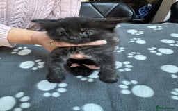 Mixed Breed cats for sale: Kittens available - females and males - Image 5