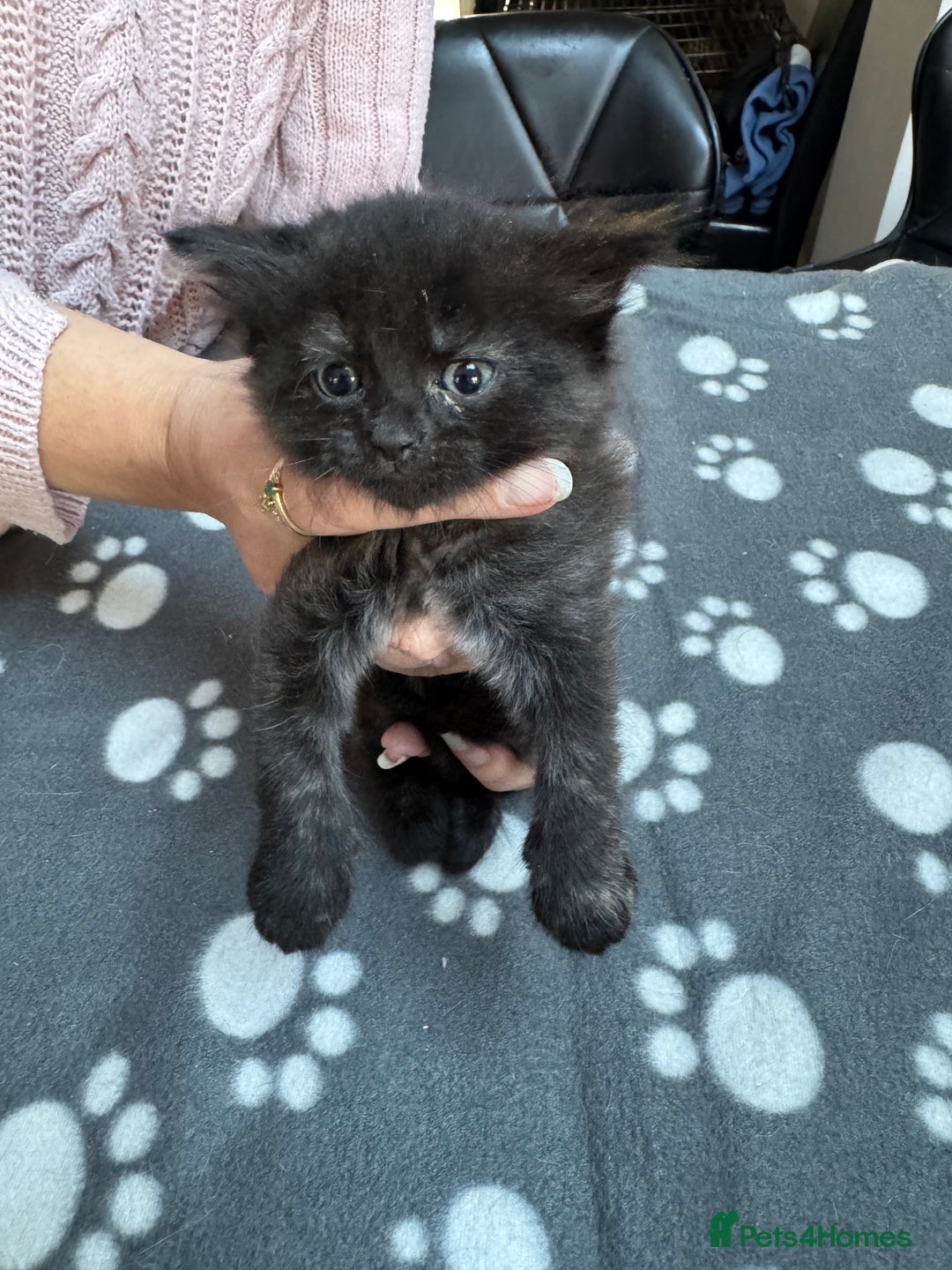 Mixed Breed cats for sale: Kittens available - females and males - Image 5