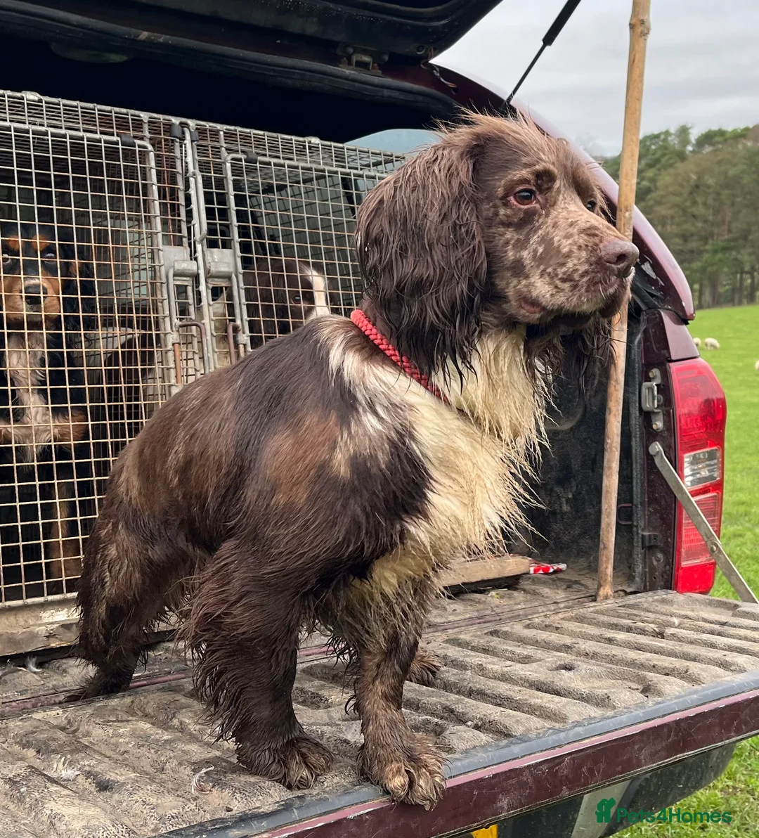 Cocker Spaniel dogs for stud: MERLE cocker spaniel at stud  in Rowlands Gill - Advert 19