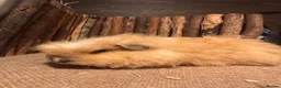 Guinea Pig rodents for sale: Merino, texel and coronet guinea pigs  in Bishop's Stortford - Advert 4