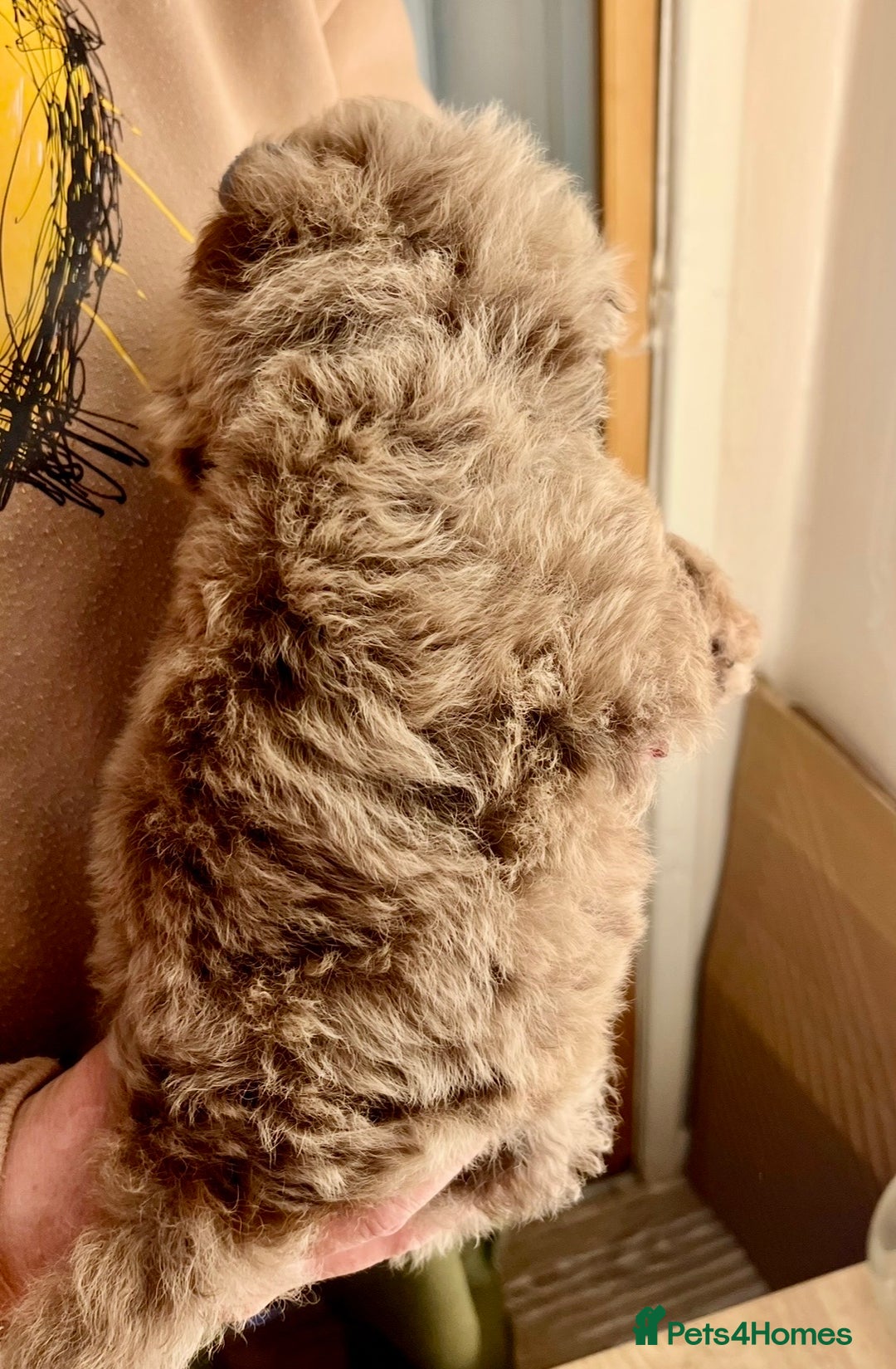 Cavapoo dogs for sale: TOY Fluffy Cavapoo’s From Health Tested Parents - Image 26