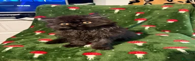 Persian 2