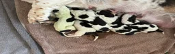 Basset Hound dogs for sale: Lady Penelope's Litter of Basset Hound Puppies - Advert 4