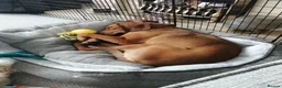 Mixed Breed dogs for adoption: Winnie Beautiful girl Looking for Forever Home  in Wirral - Advert 19