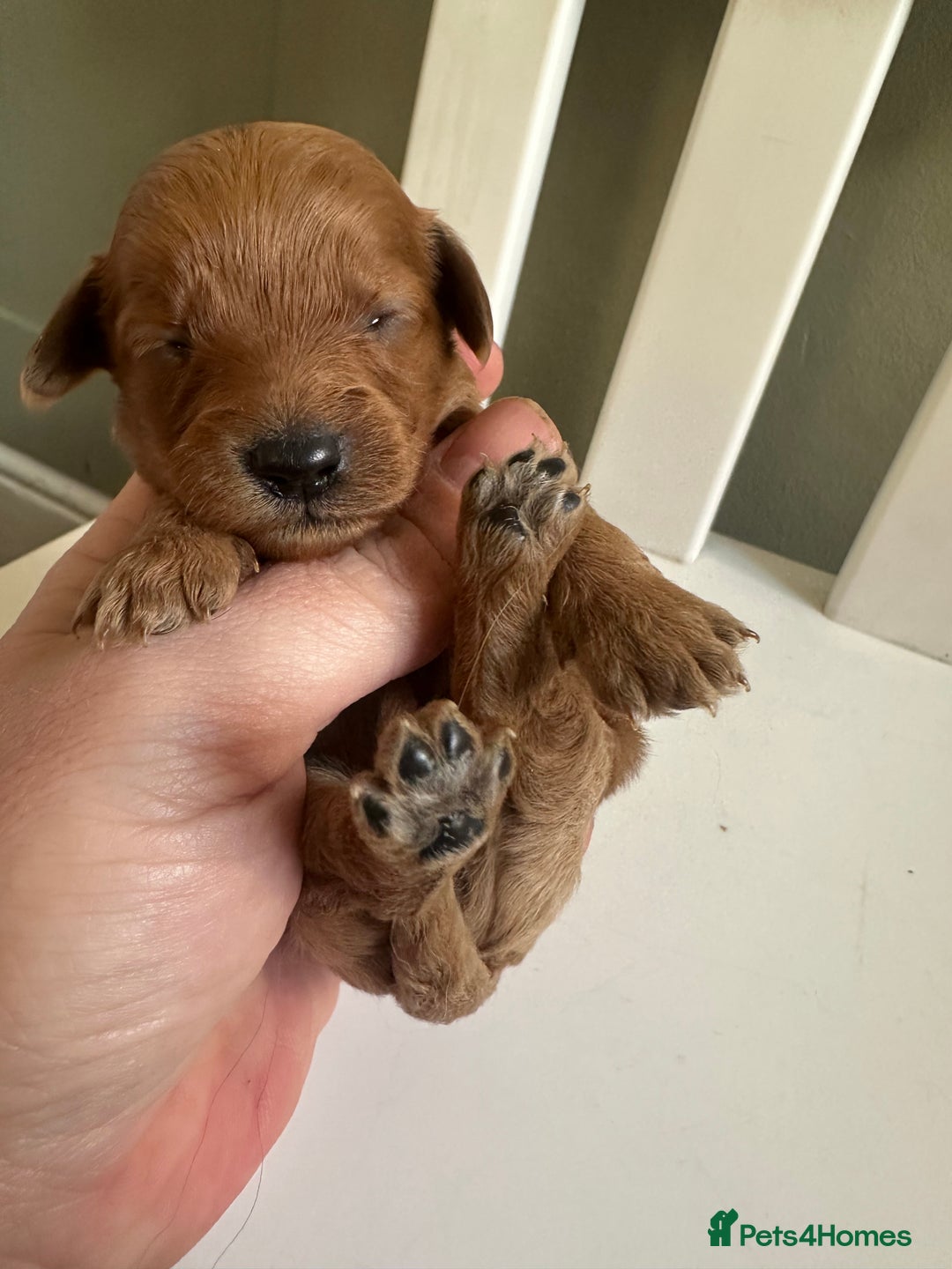 Goldendoodle dogs for sale: Miniature Goldendoodles - Ready Mid December  - Advert 12