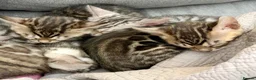 Bengal cats for sale: 4 gorgeous female Bengal kittens ready to reserve - Advert 13