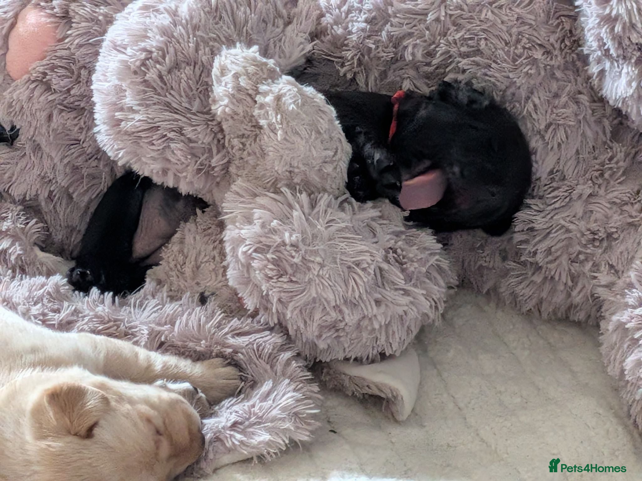 Labrador Retriever dogs Stunning Labrador pups - Advert 4