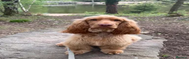 Otis 