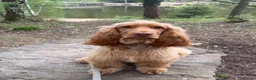 Cocker Spaniel dogs for sale: Rehoming our beautiful Otis  - Advert 1