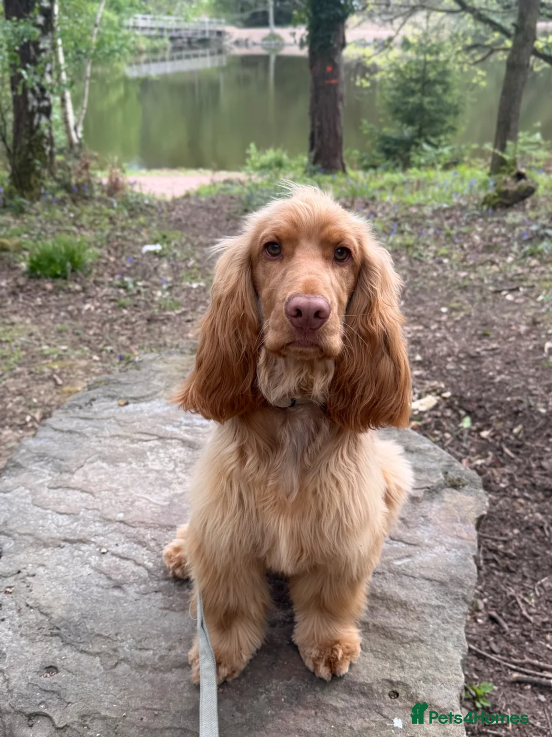 Cocker Spaniel dogs for sale: Rehoming our beautiful Otis  - Advert 1