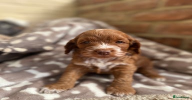 Cockapoo dogs - Advert 16