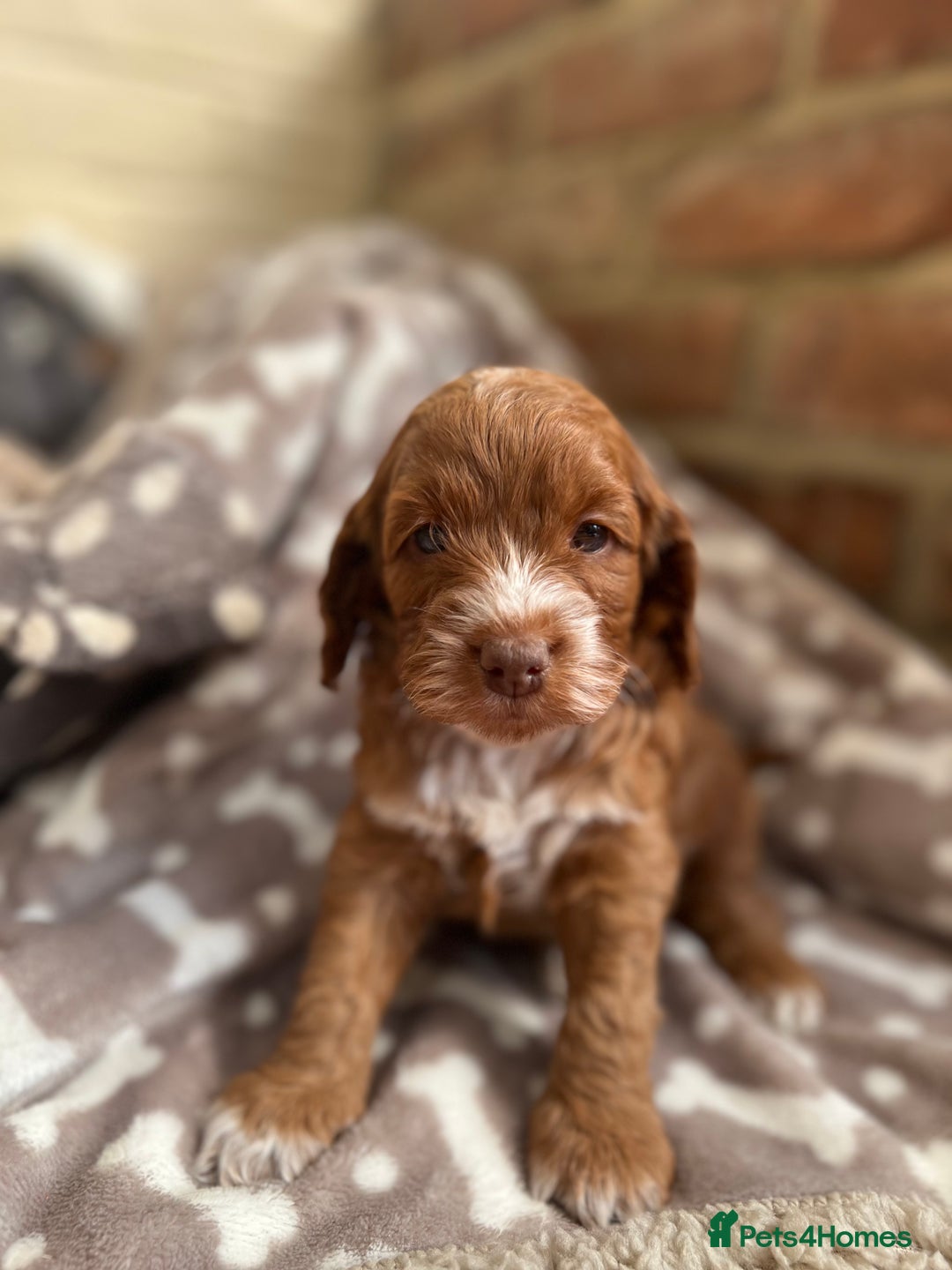 Cockapoo dogs for sale: F1 Show Type Cockapoo Puppies - Image 3