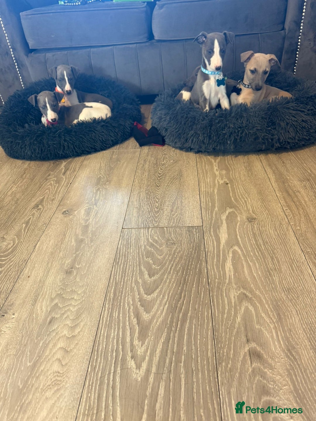 Whippet dogs for sale: 8 Week Old Whippet Puppies  - Advert 10