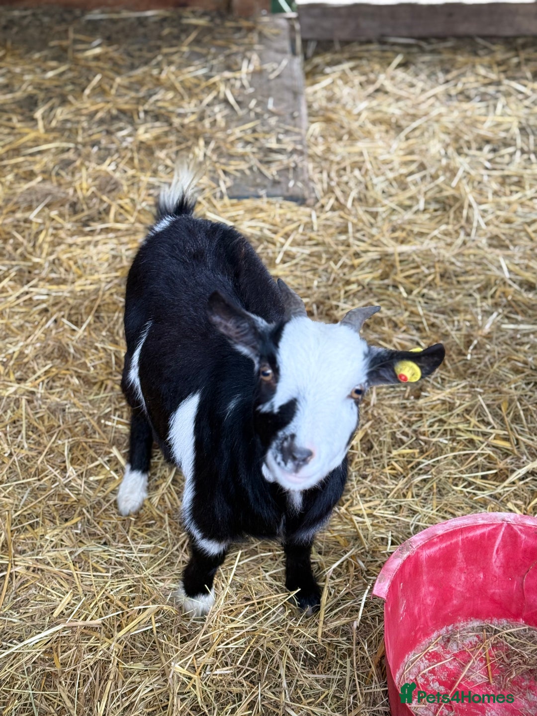 Goats livestock for sale: Small pretty Pygmy Nannie’s  - Advert 10