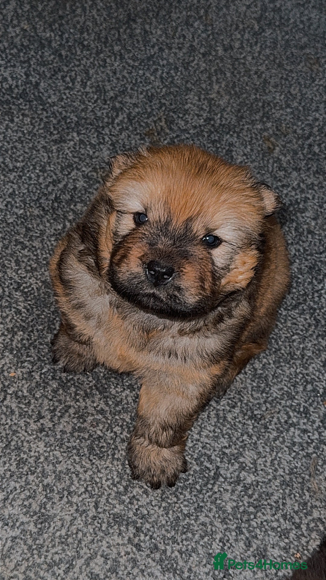 Chow Chow dogs for sale: Chow chow puppies  - Advert 2