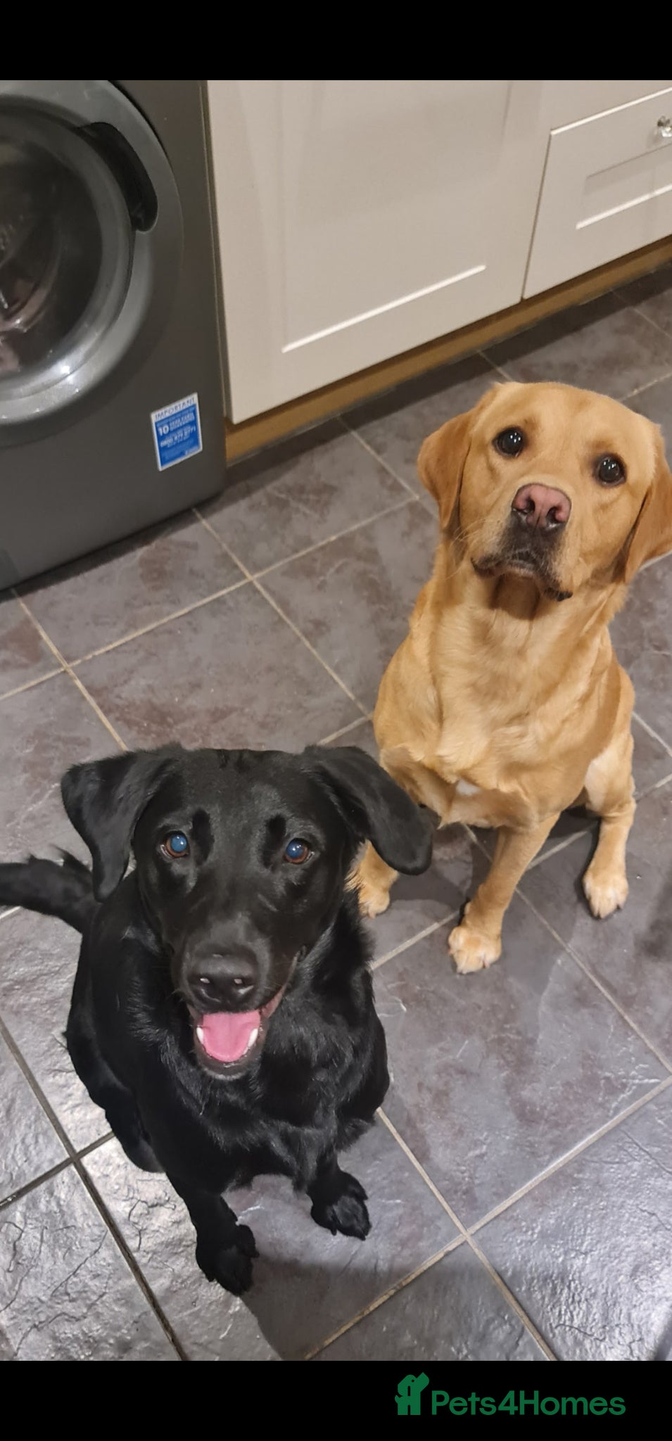 Labrador Retriever dogs Beautiful Fox Red & Black Labrador Puppies  - Advert 1