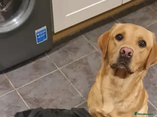 Labrador Retriever dogs Beautiful Fox Red & Black Labrador Puppies - Advert 1