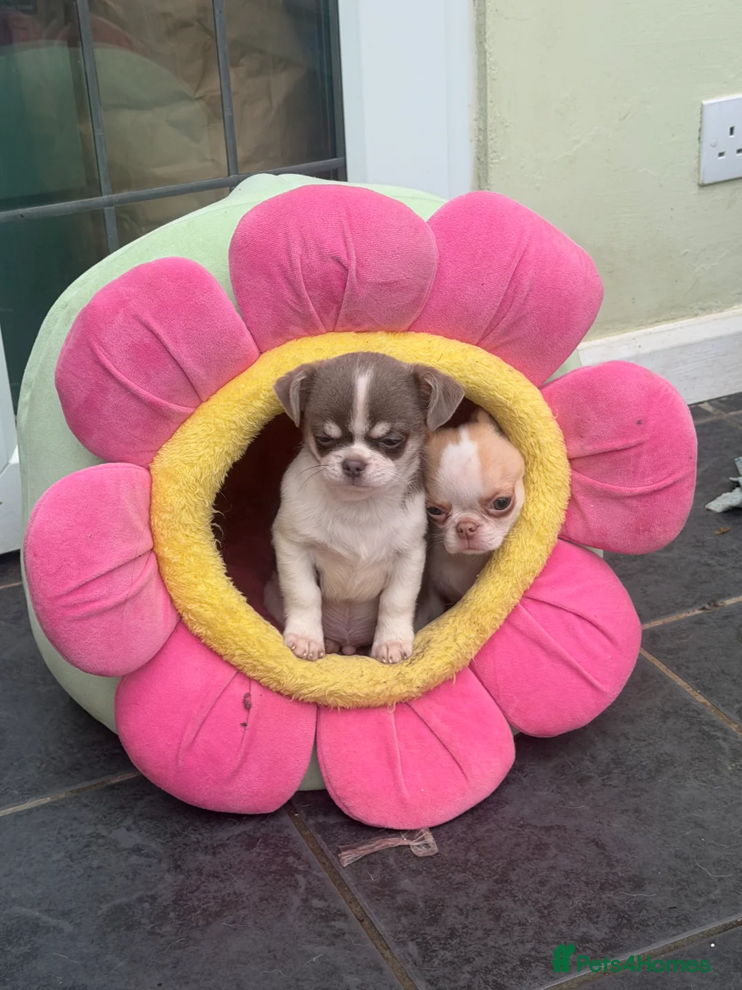 Chihuahua dogs for sale: KC registered chihuahua amazing green eyes  - Advert 2