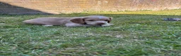 Mixed Breed dogs for sale: Clumber x Puppies  - Advert 6