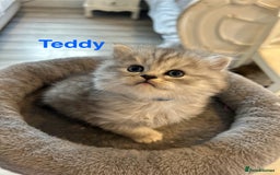 Persian cats for sale: **ALL SOLD** 5 Beautiful Persian Kittens in Doncaster - Image 1