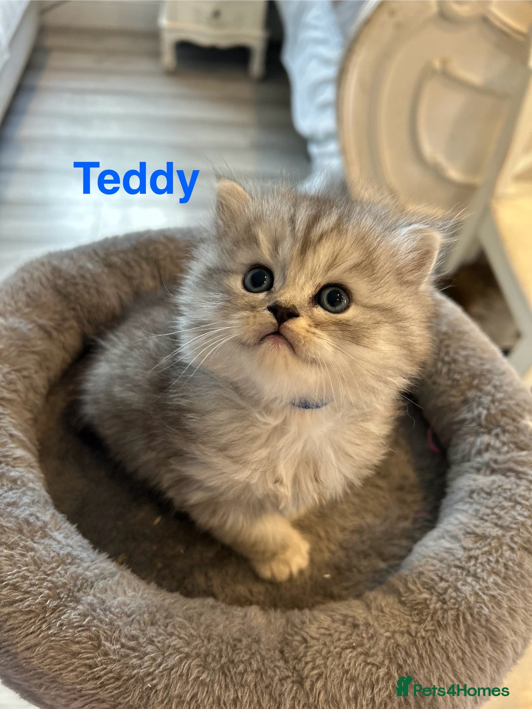 Persian cats for sale: **ALL SOLD** 5 Beautiful Persian Kittens in Doncaster - Image 1