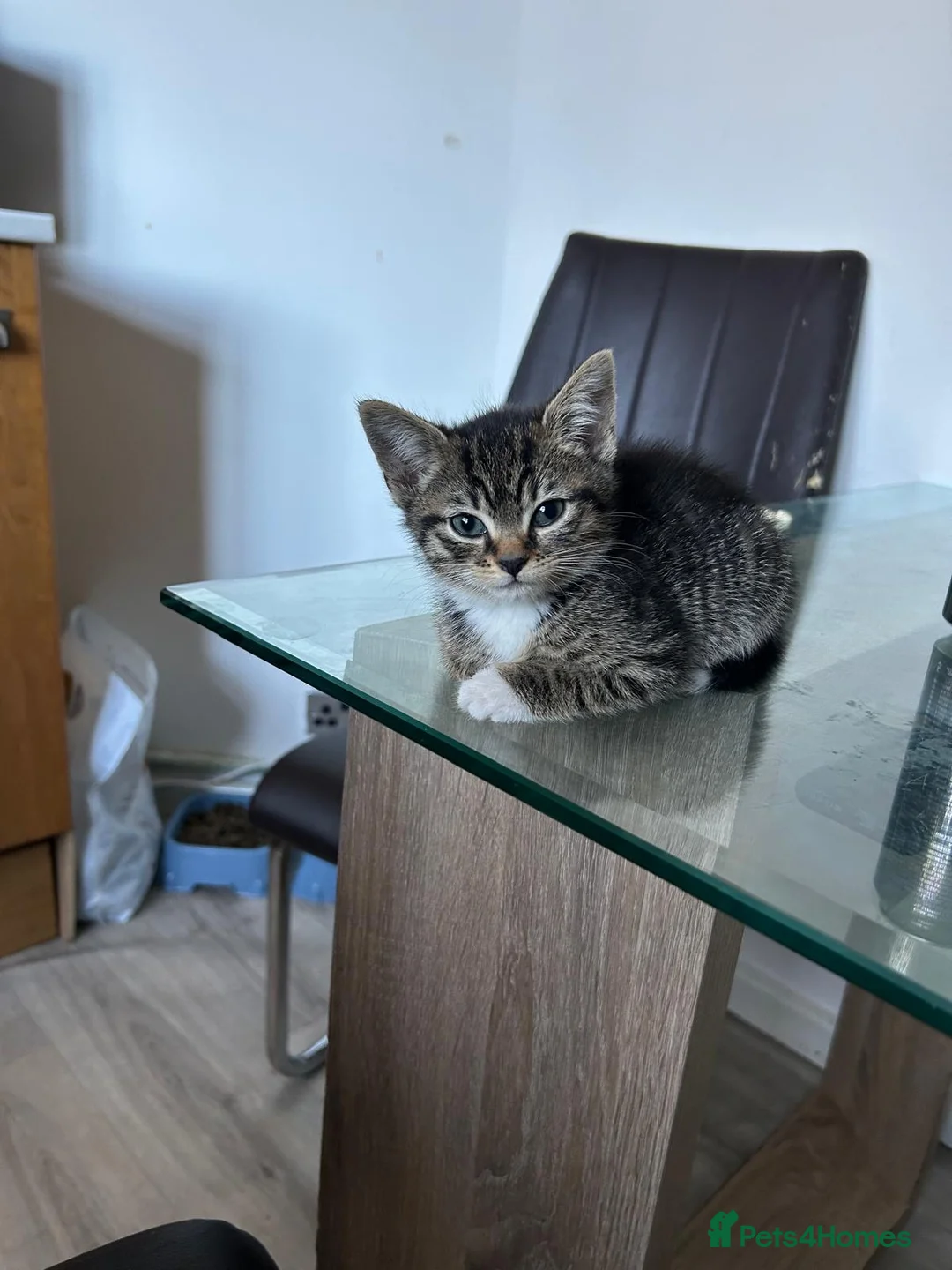 Mixed Breed cats for sale: Kitten in Manchester - Advert 5