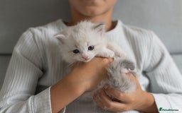 Ragdoll cats for sale: NEW LITTER of Blue BiColour And Lynx kittens - Image 14