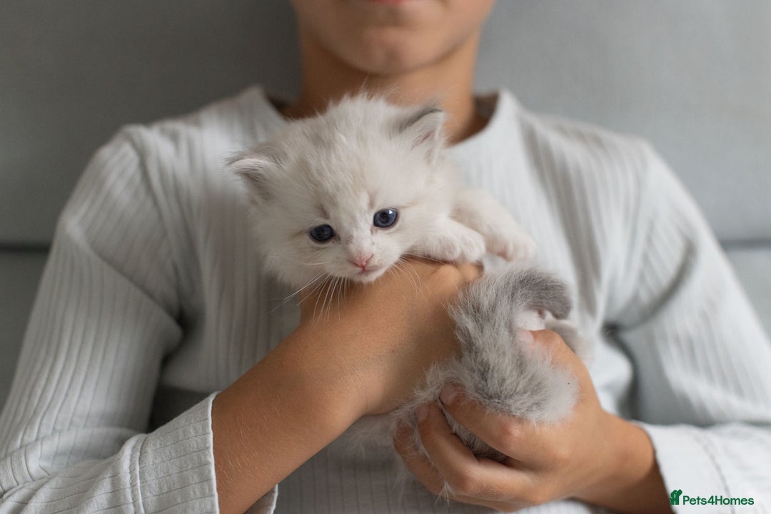Ragdoll cats for sale: NEW LITTER of Blue BiColour And Lynx kittens - Image 14