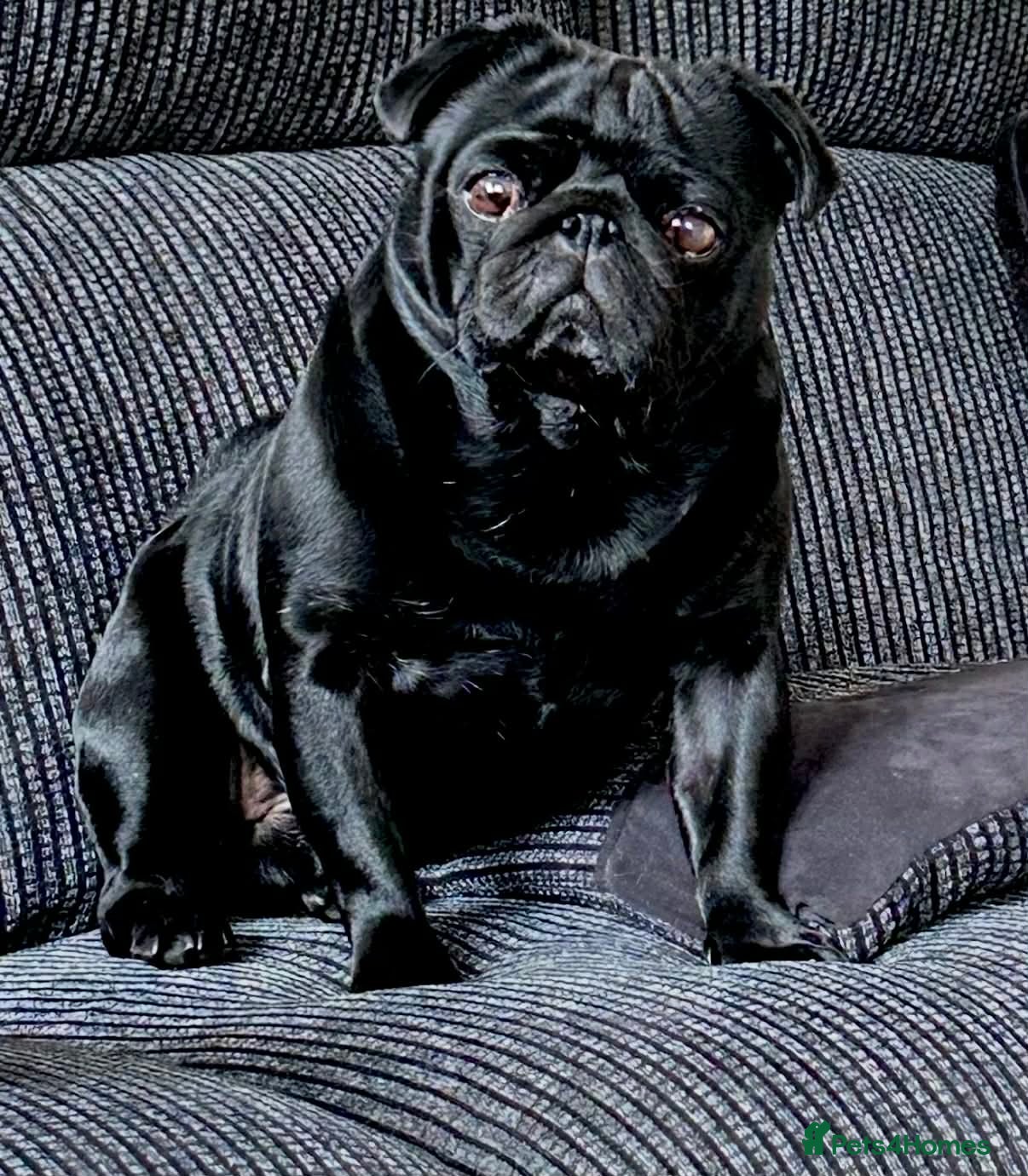 Pug dogs KC registered black pug puppies - Advert 2