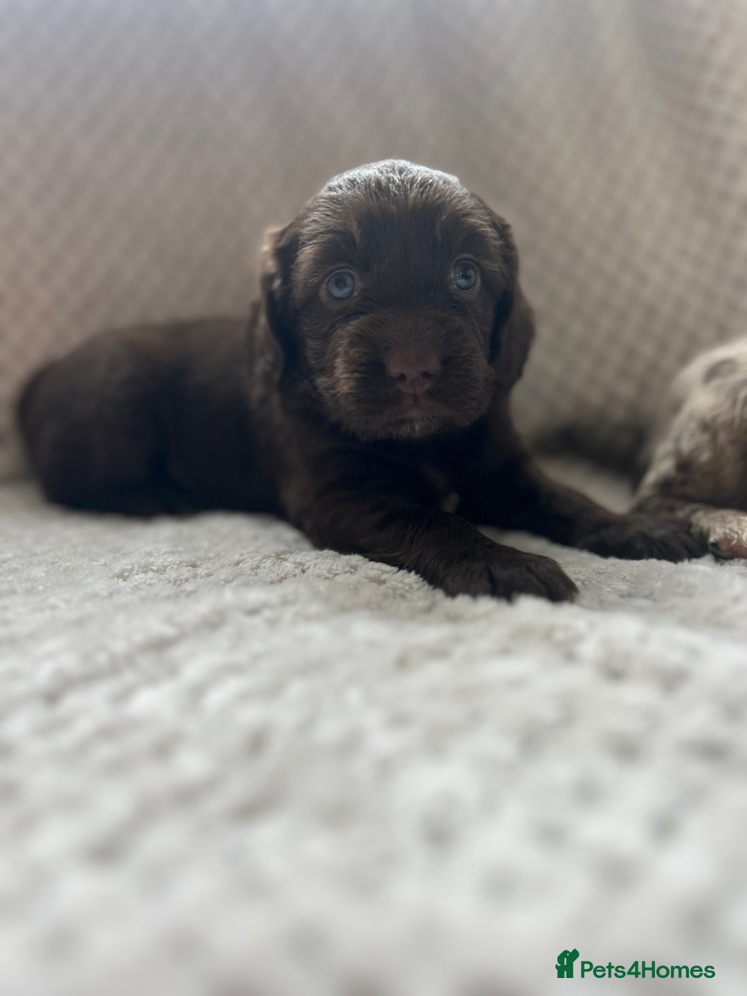 Cockapoo dogs for sale: beautiful toy cockapoo - Image 9