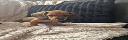 Dachshund dogs for sale: READY NOW- 1 boy left!Kc mini dachshund fully Vac - Advert 9