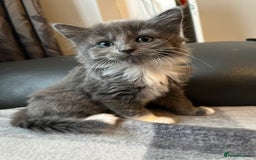 Domestic Shorthair cats for sale: 8 week old kittens - Image 6