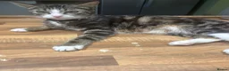 Mixed Breed cats for sale: Kittens for Sale in Neath - Advert 2