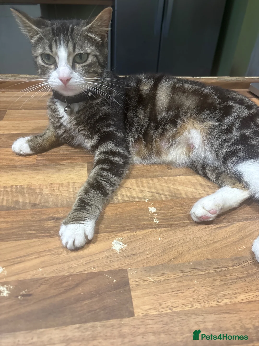 Mixed Breed cats for sale: Kittens for Sale in Neath - Advert 2