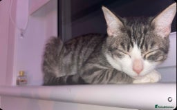 Siamese cats for sale: Kittens for re homing  - Image 12