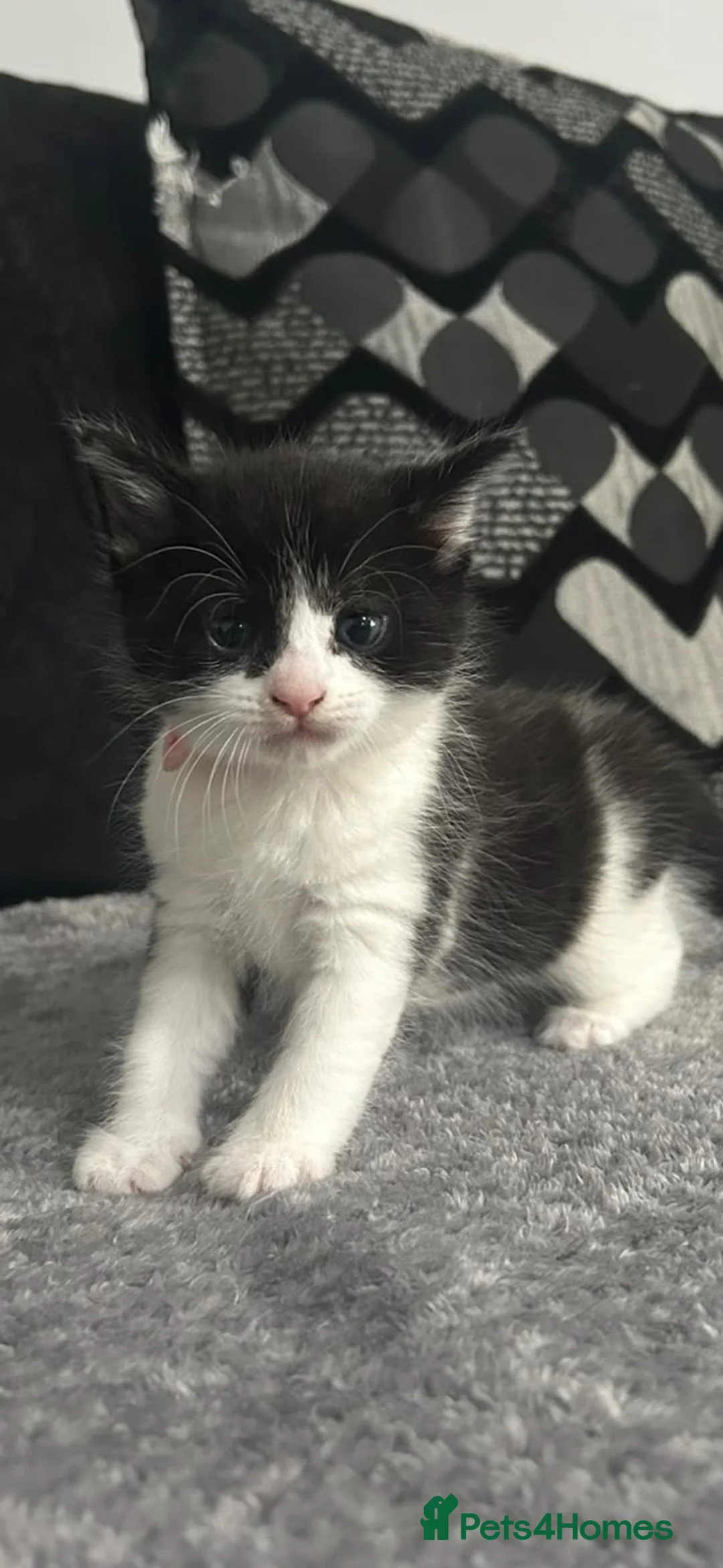 Mixed Breed cats for sale: 5 gorgeous black and white kittens - Advert 5