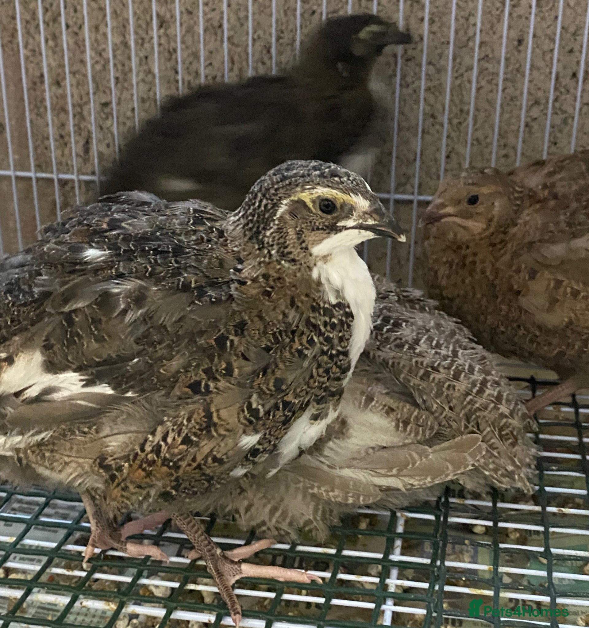 Quail poultry Japanese quails  - Advert 11