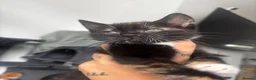 Mixed Breed cats for sale: Female tortoiseshell kitten - Advert 3