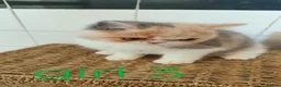 Exotic cats for sale: Beautiful Exotic shorthair kittens  - Advert 24