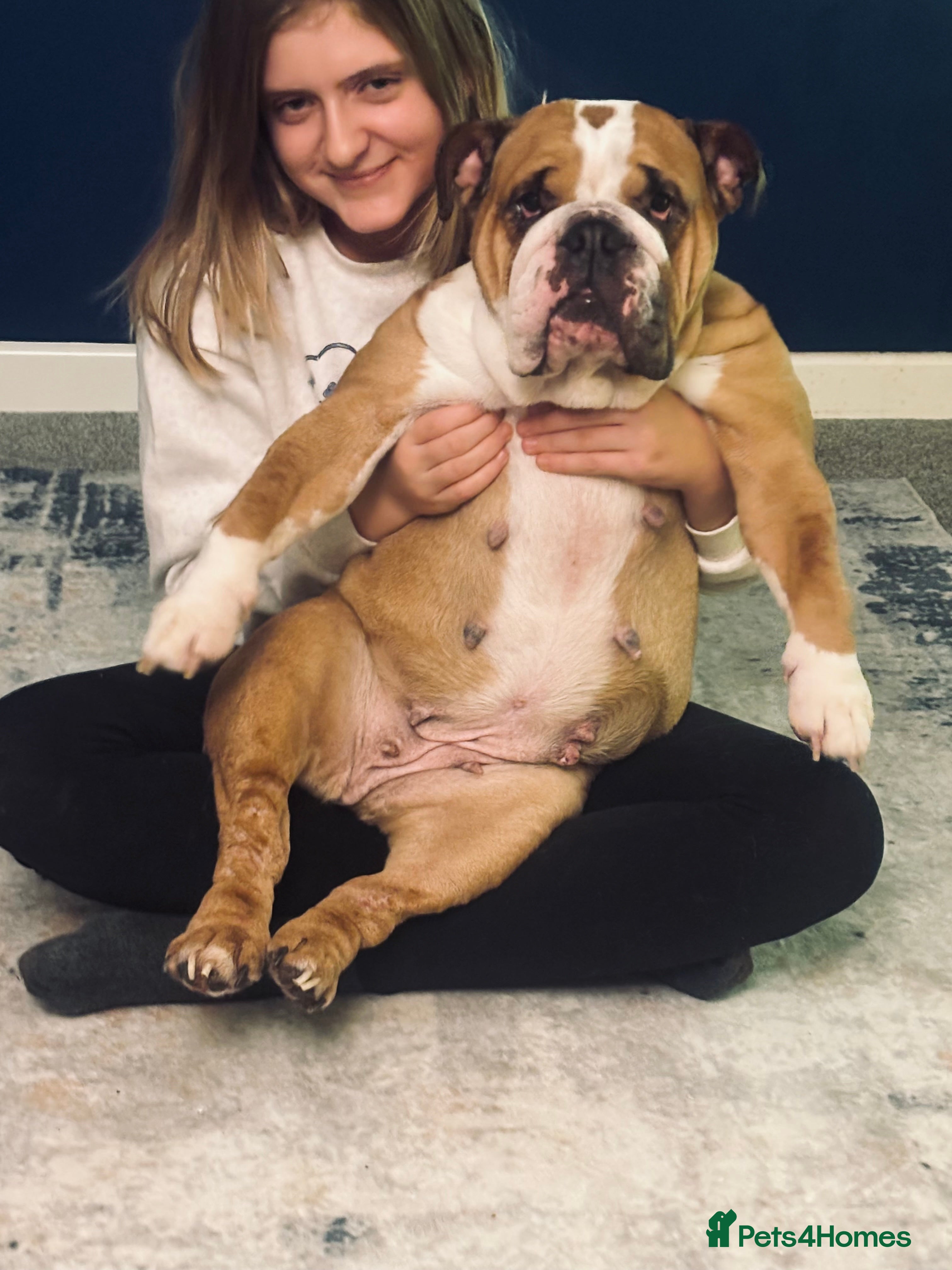 Mixed Breed dogs Cockerbull puppies due on 14th March  - Advert 1