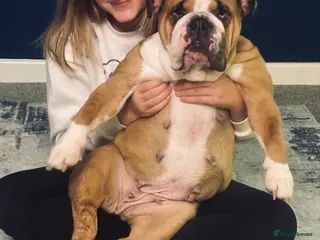 Mixed Breed dogs Cockerbull puppies due on 14th March - Advert 1