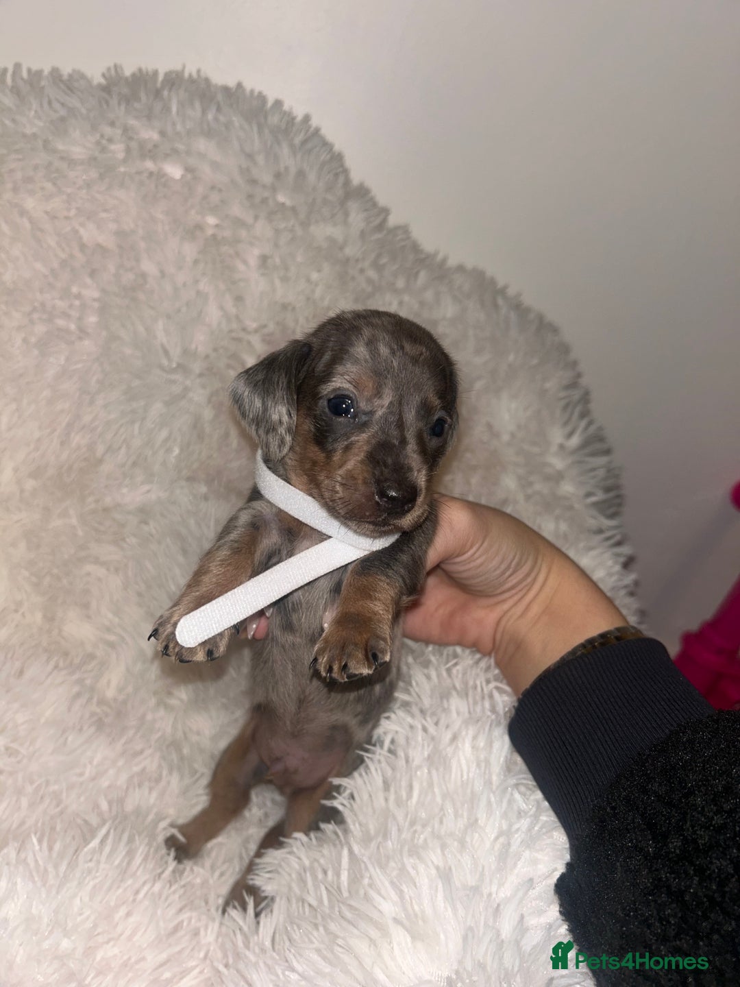 Miniature Dachshund dogs for sale: miniature dachshund puppies - Advert 28